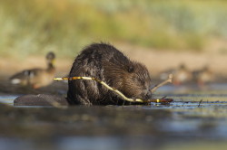 Castor, fiber, European, Eurasian, Beaver