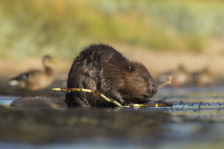 Castor, fiber, European, Eurasian, Beaver