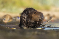 Castor, fiber, European, Eurasian, Beaver