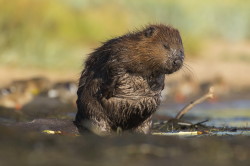 Castor, fiber, European, Eurasian, Beaver