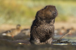 Castor, fiber, European, Eurasian, Beaver