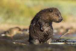 Castor, fiber, European, Eurasian, Beaver