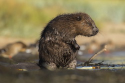 Castor, fiber, European, Eurasian, Beaver