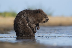 Castor, fiber, European, Eurasian, Beaver