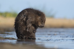 Castor, fiber, European, Eurasian, Beaver