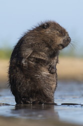 Castor, fiber, European, Eurasian, Beaver