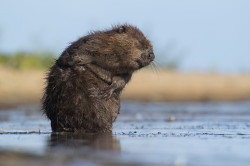 Castor, fiber, European, Eurasian, Beaver