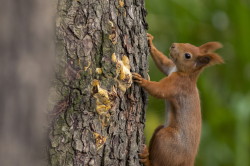 Wiewirka, Sciurus, vulgaris, pospolita, ssaki