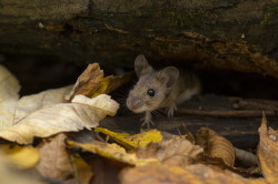 Myszarka, lena, Apodemus, flavicollis, ssaki