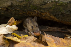 Apodemus, flavicollis, Yellow-necked, Field, Mouse