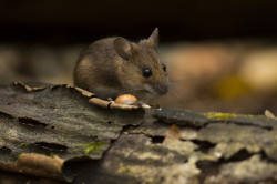 Myszarka, lena, Apodemus, flavicollis, ssaki