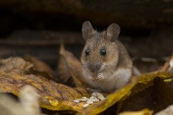 Apodemus, flavicollis, Yellow-necked, Field, Mouse