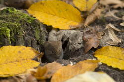 Myodes, glareolus, Bank, Vole