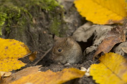 Myodes, glareolus, Bank, Vole