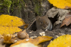 Myodes, glareolus, Bank, Vole