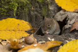 Myodes, glareolus, Bank, Vole