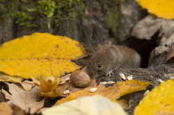 Myodes, glareolus, Bank, Vole