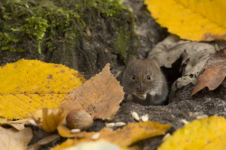 Myodes, glareolus, Bank, Vole