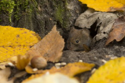 Myodes, glareolus, Bank, Vole