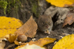 Myodes, glareolus, Bank, Vole