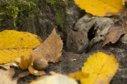 Myodes, glareolus, Bank, Vole