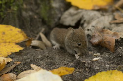 Myodes, glareolus, Bank, Vole