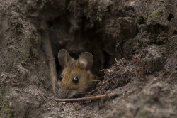 Myszarka, lena, Apodemus, flavicollis, ssaki