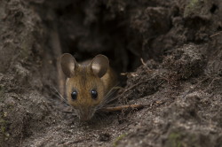 Myszarka, lena, Apodemus, flavicollis, ssaki