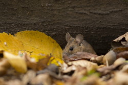 Apodemus, flavicollis, Yellow-necked, Field, Mouse