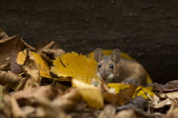 Apodemus, flavicollis, Yellow-necked, Field, Mouse