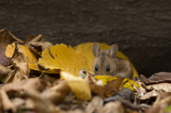 Apodemus, flavicollis, Yellow-necked, Field, Mouse