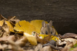 Apodemus, flavicollis, Yellow-necked, Field, Mouse