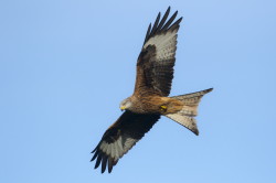 Milvus, milvus, Red, Kite