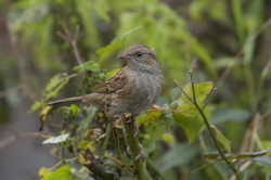 Prunella, modularis, Dunnock