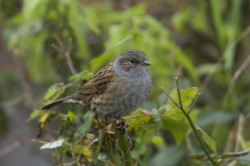 Prunella, modularis, Dunnock