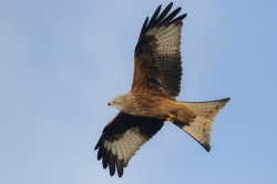 Milvus, milvus, Red, Kite