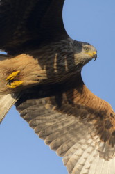 Milvus, milvus, Red, Kite