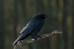 Corvus, corax, Common, Raven