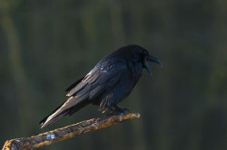 Corvus, corax, Common, Raven