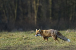 Vulpes, vulpes, Red, Fox