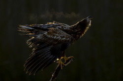 Haliaeetus, albicilla, White-tailed, Eagle