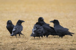 Kruk, Corvus, corax, ptaki