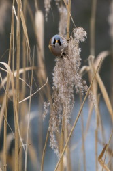 Panurus, biarmicus, Bearded, Reedling