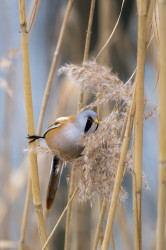 Panurus, biarmicus, Bearded, Reedling