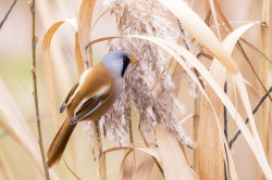 Panurus, biarmicus, Bearded, Reedling