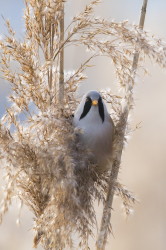 Panurus, biarmicus, Bearded, Reedling