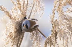 Panurus, biarmicus, Bearded, Reedling