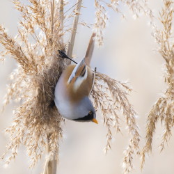 Panurus, biarmicus, Bearded, Reedling