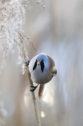 Panurus, biarmicus, Bearded, Reedling