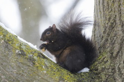 Wiewirka, szara, Sciurus, carolinensis, Kanada, ssaki